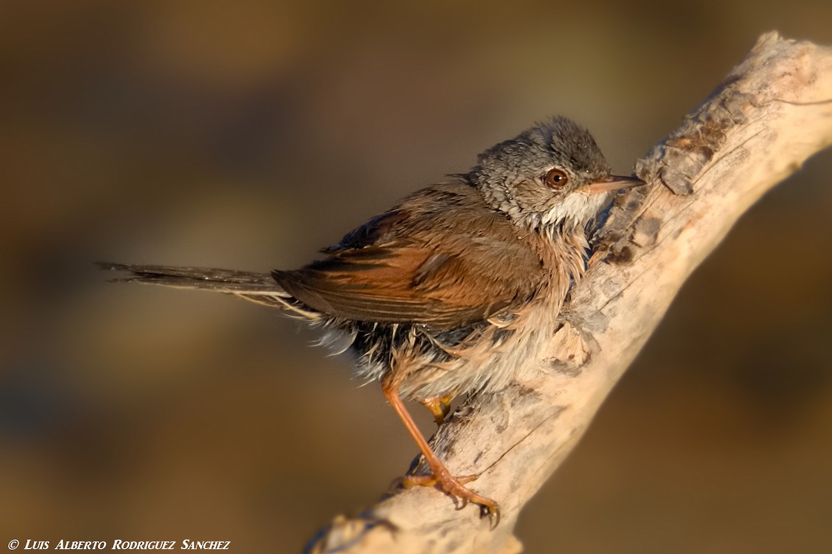 Spectacled Warbler - ML330287401