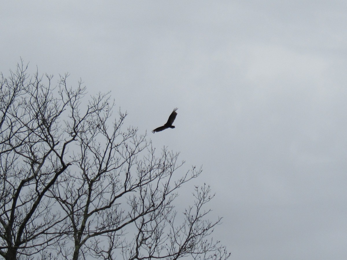 Turkey Vulture - ML330287671
