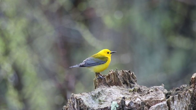Prothonotary Warbler - ML330287951