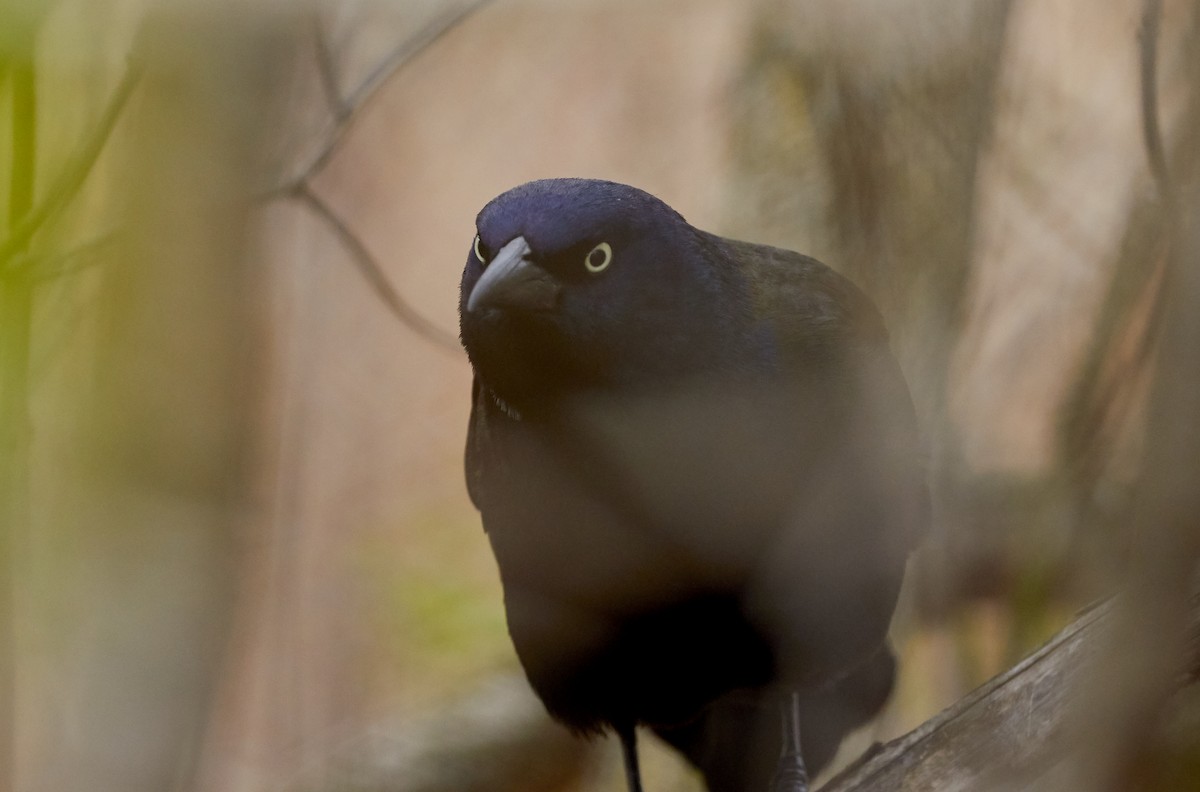 Common Grackle - ML330288141