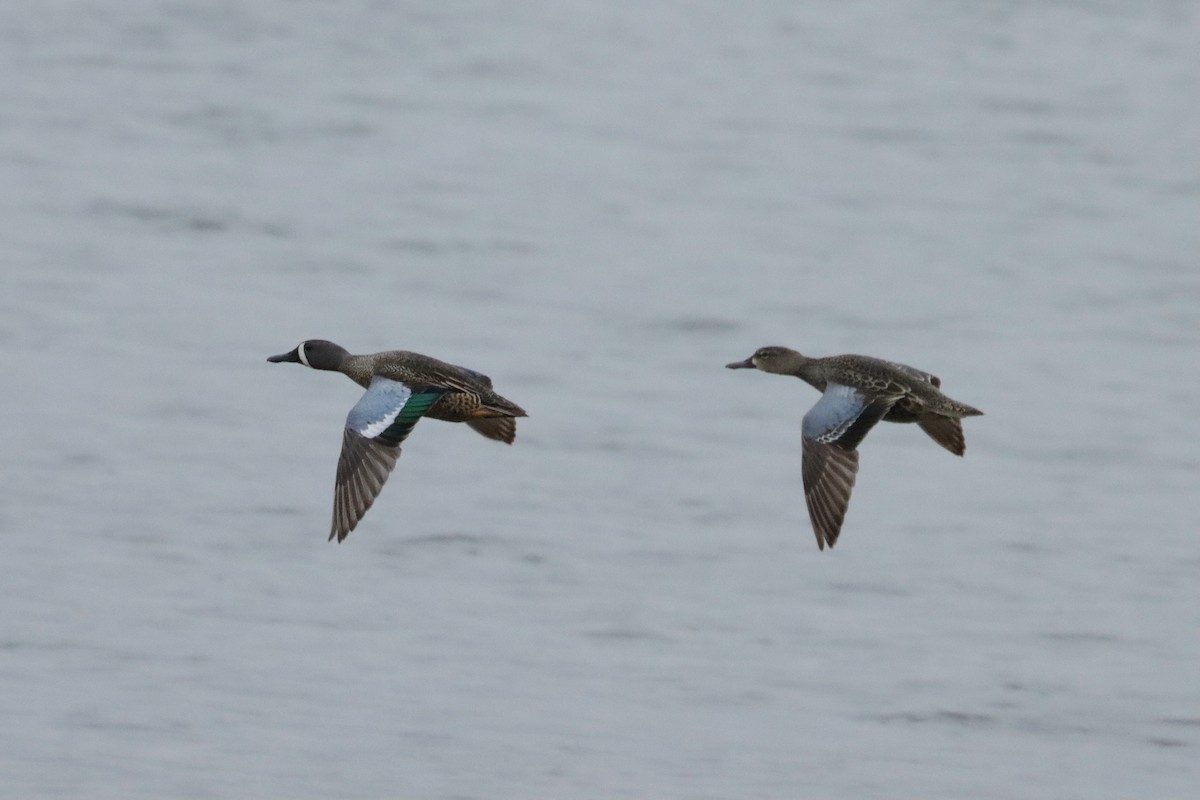 Blue-winged Teal - ML330288181