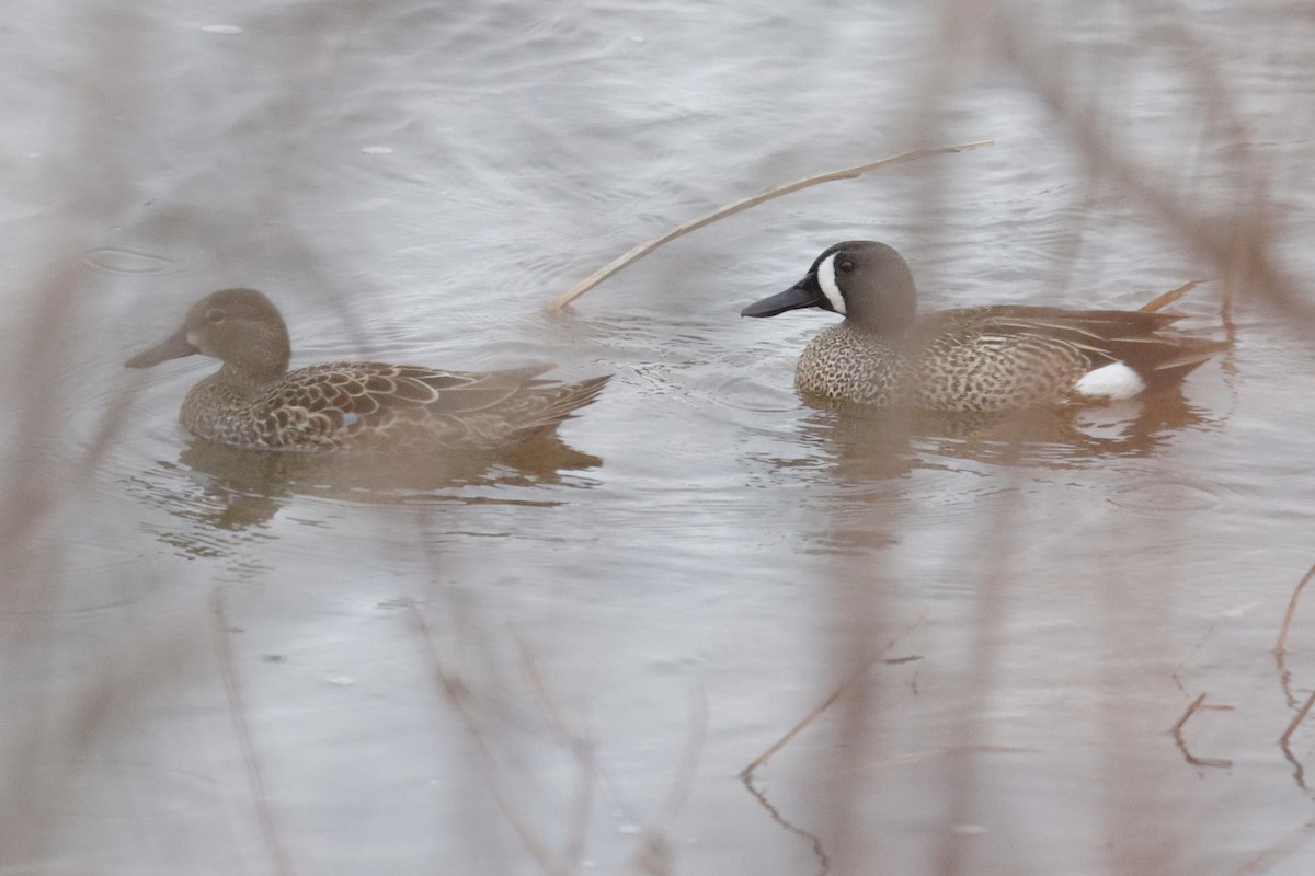 Blue-winged Teal - ML330288201
