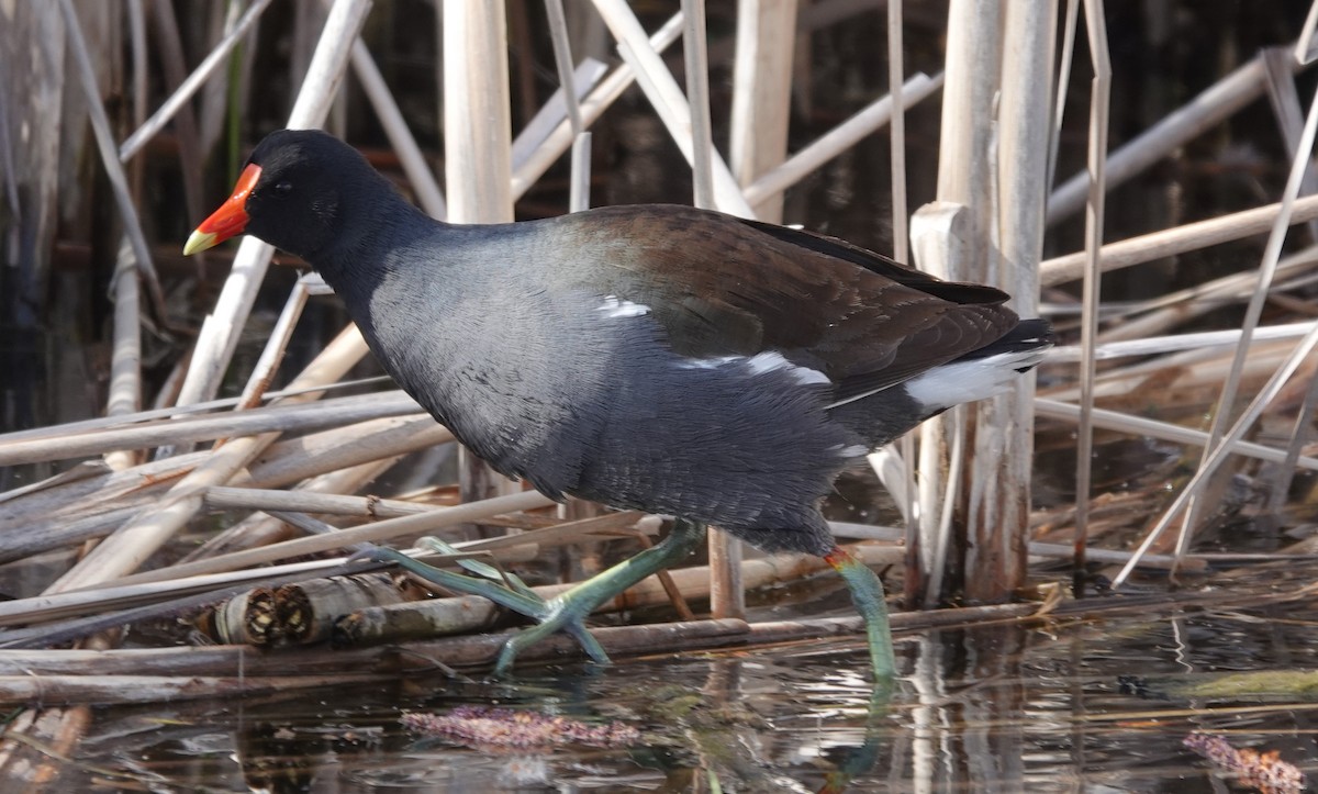 Common Gallinule - mc coburn