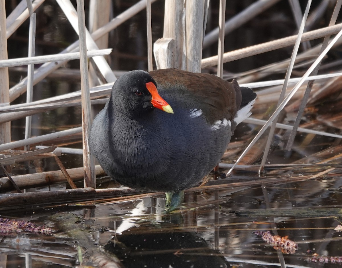 Common Gallinule - mc coburn