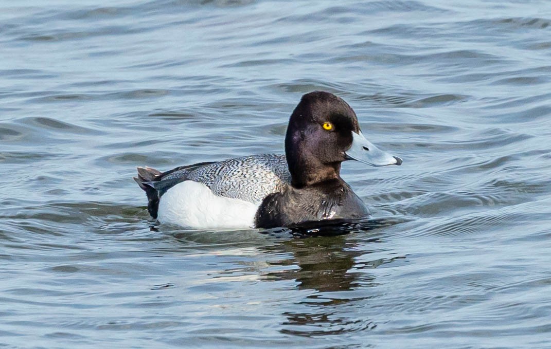 Lesser Scaup - Robert Bochenek