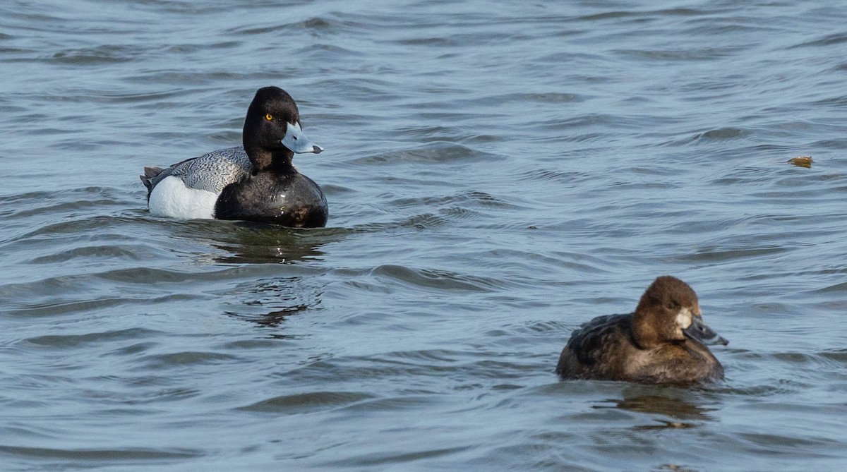 Lesser Scaup - Robert Bochenek