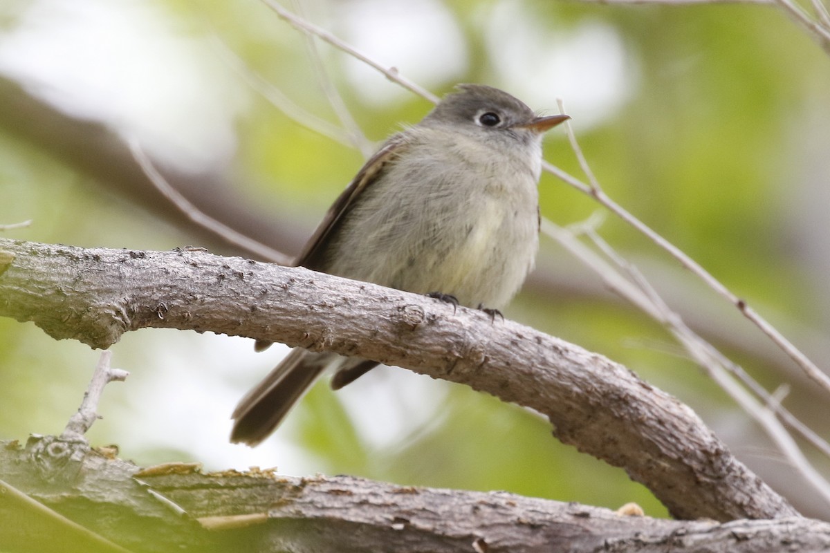 Hammond's Flycatcher - ML330289201