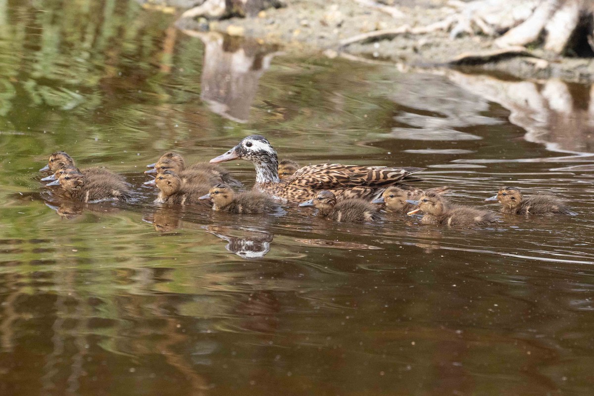 Laysan Duck - Eric VanderWerf