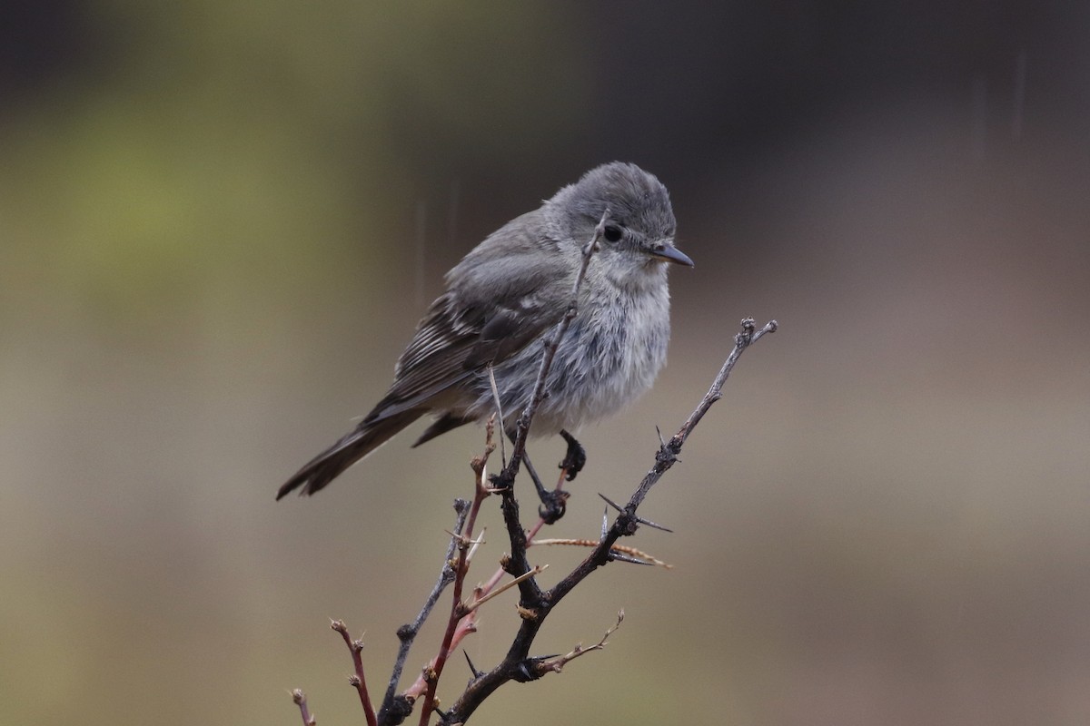 Gray Flycatcher - Lyle Hamilton