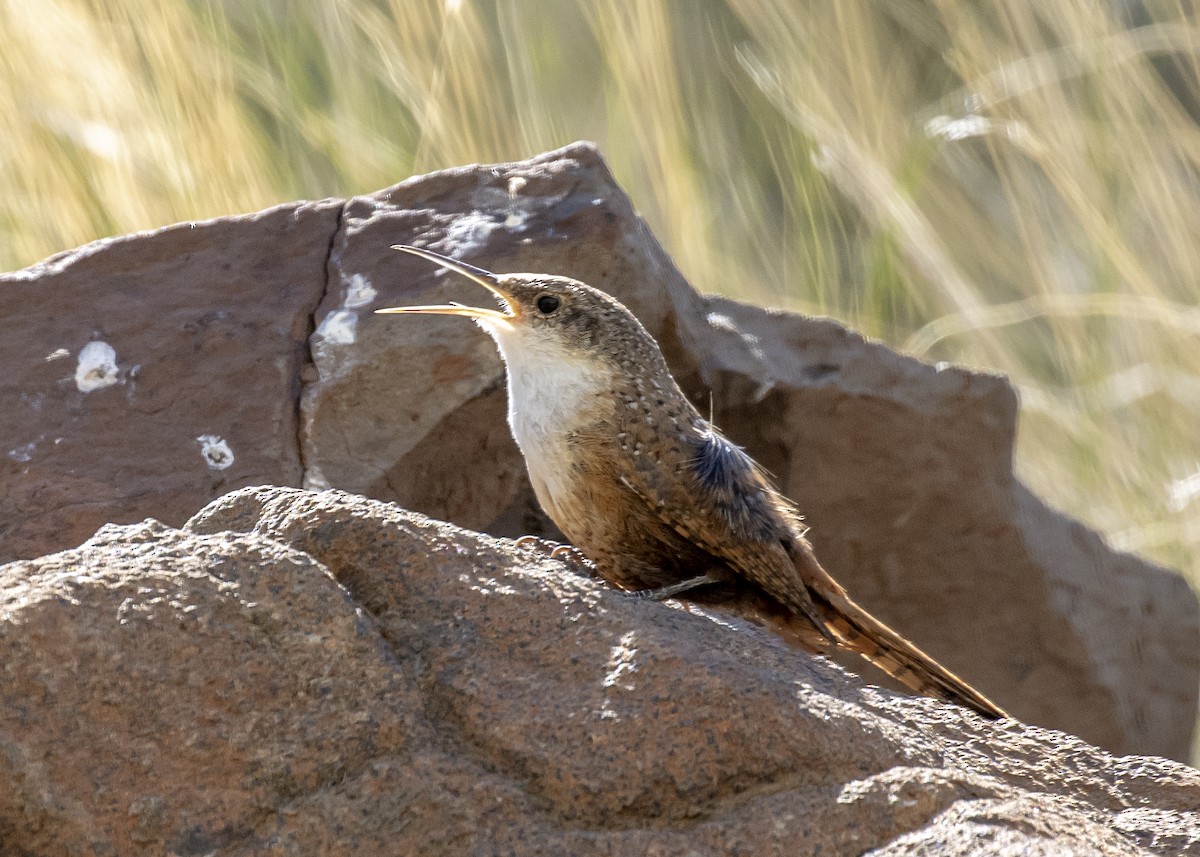 Canyon Wren - ML330290161