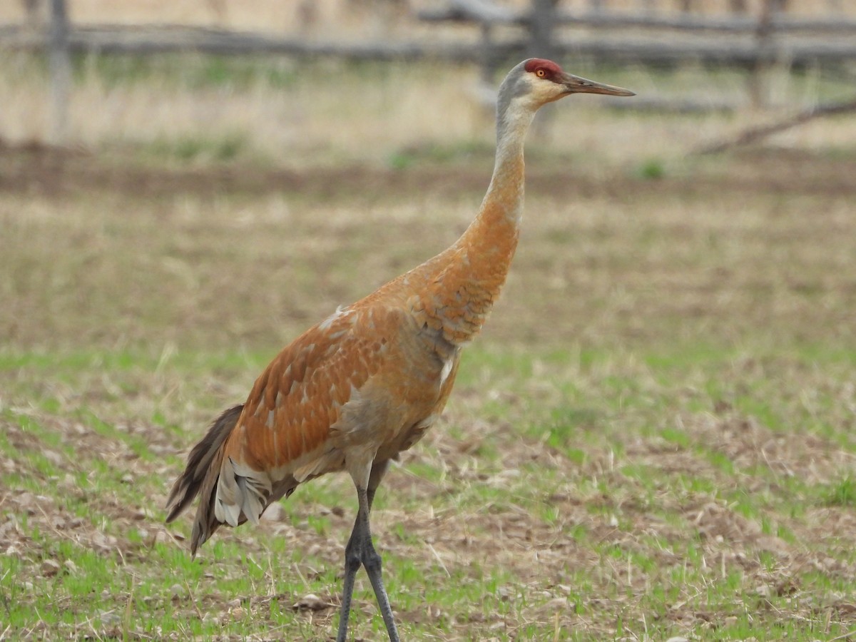 Sandhill Crane - Kevin Christensen