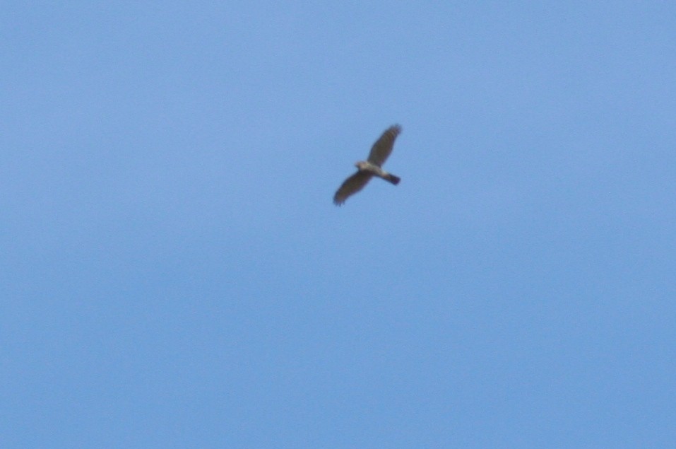 Eurasian Sparrowhawk - Alexandre Hespanhol Leitão