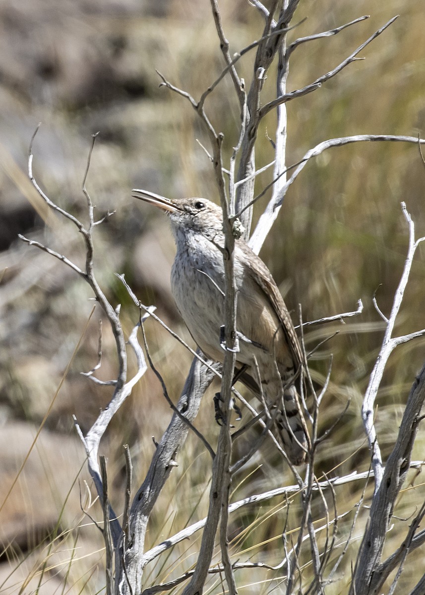 Rock Wren - ML330290981