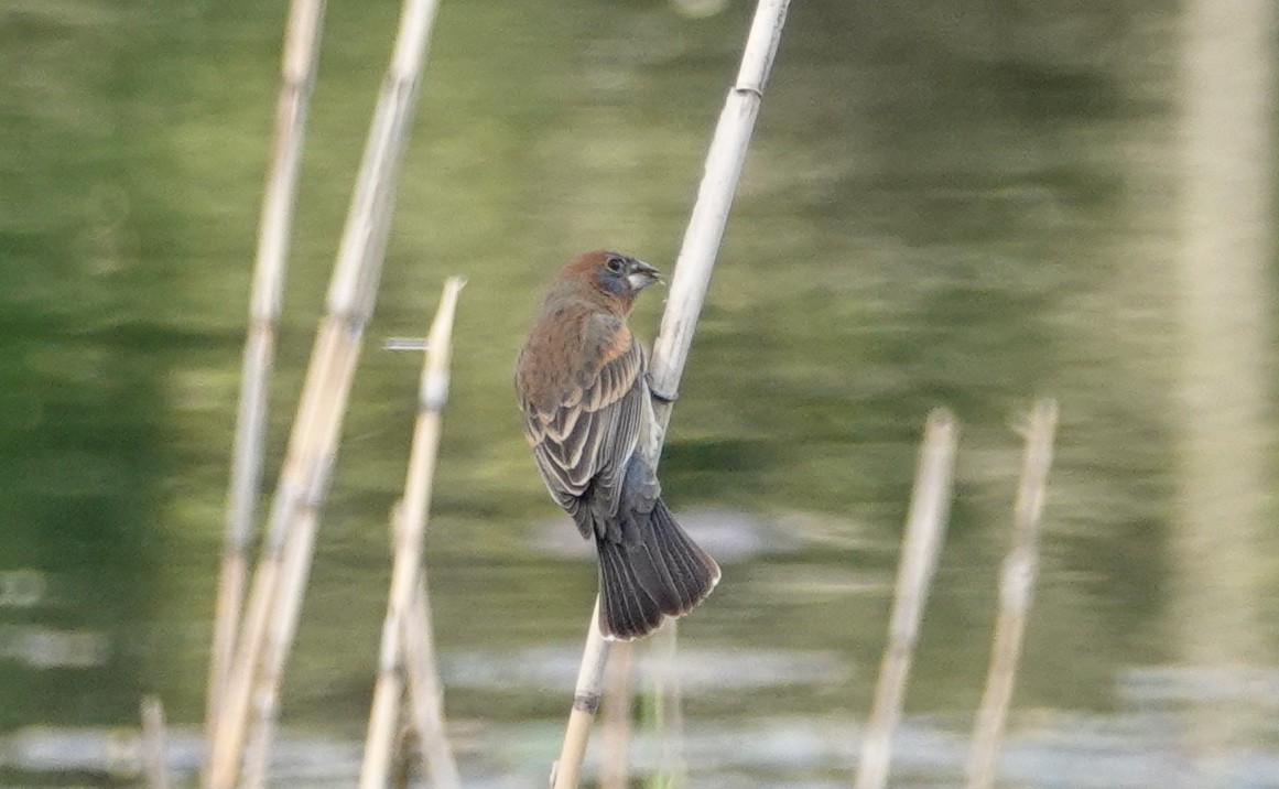 Blue Grosbeak - ML330292141