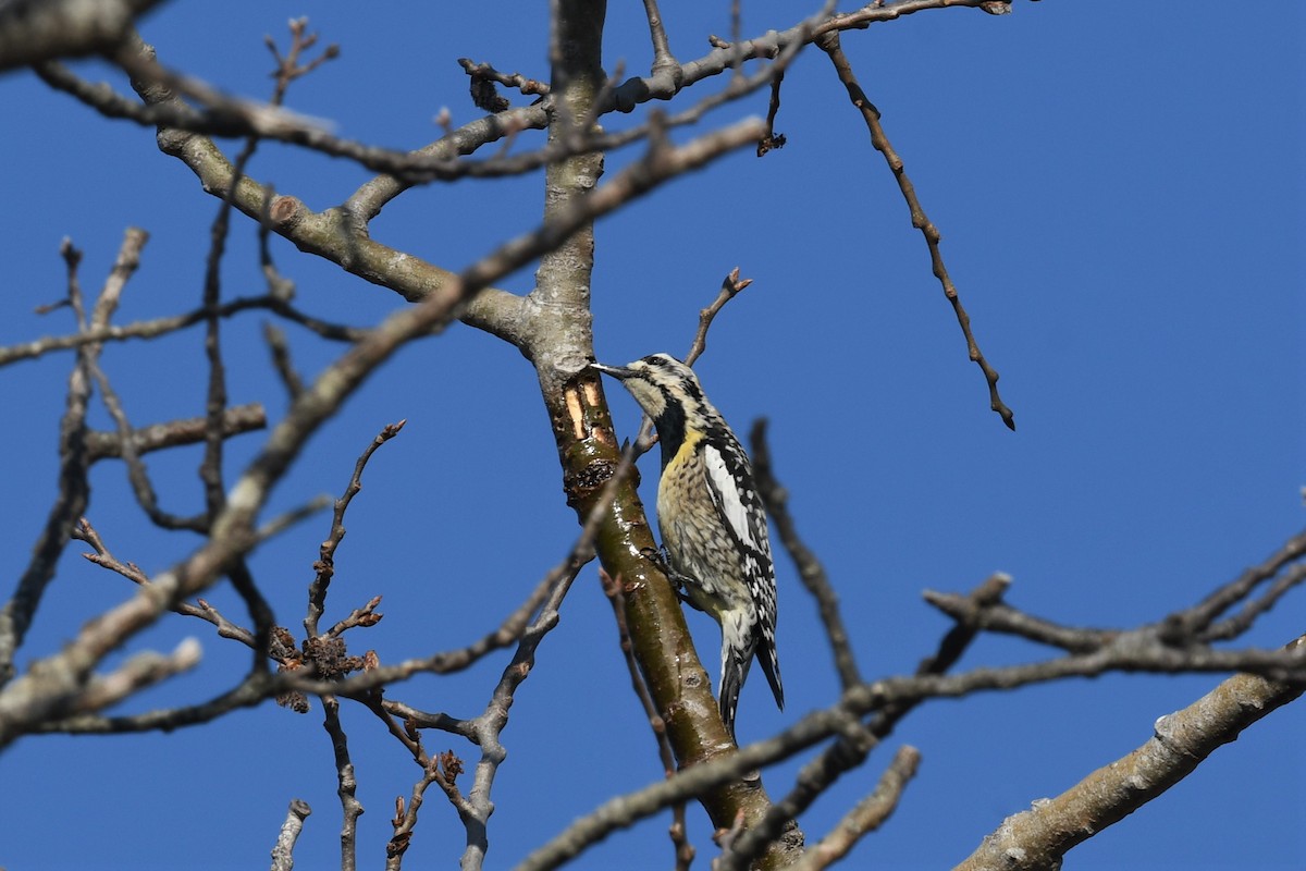 Yellow-bellied Sapsucker - Ted Bradford