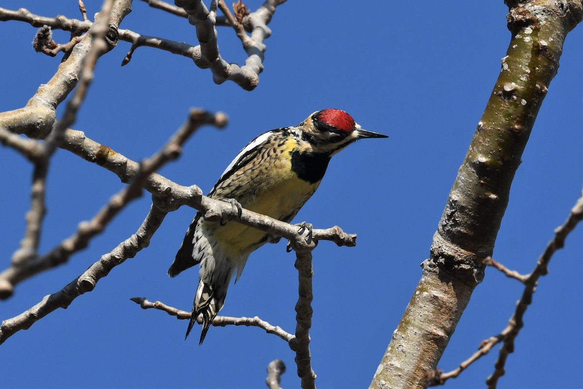 Yellow-bellied Sapsucker - ML330292561