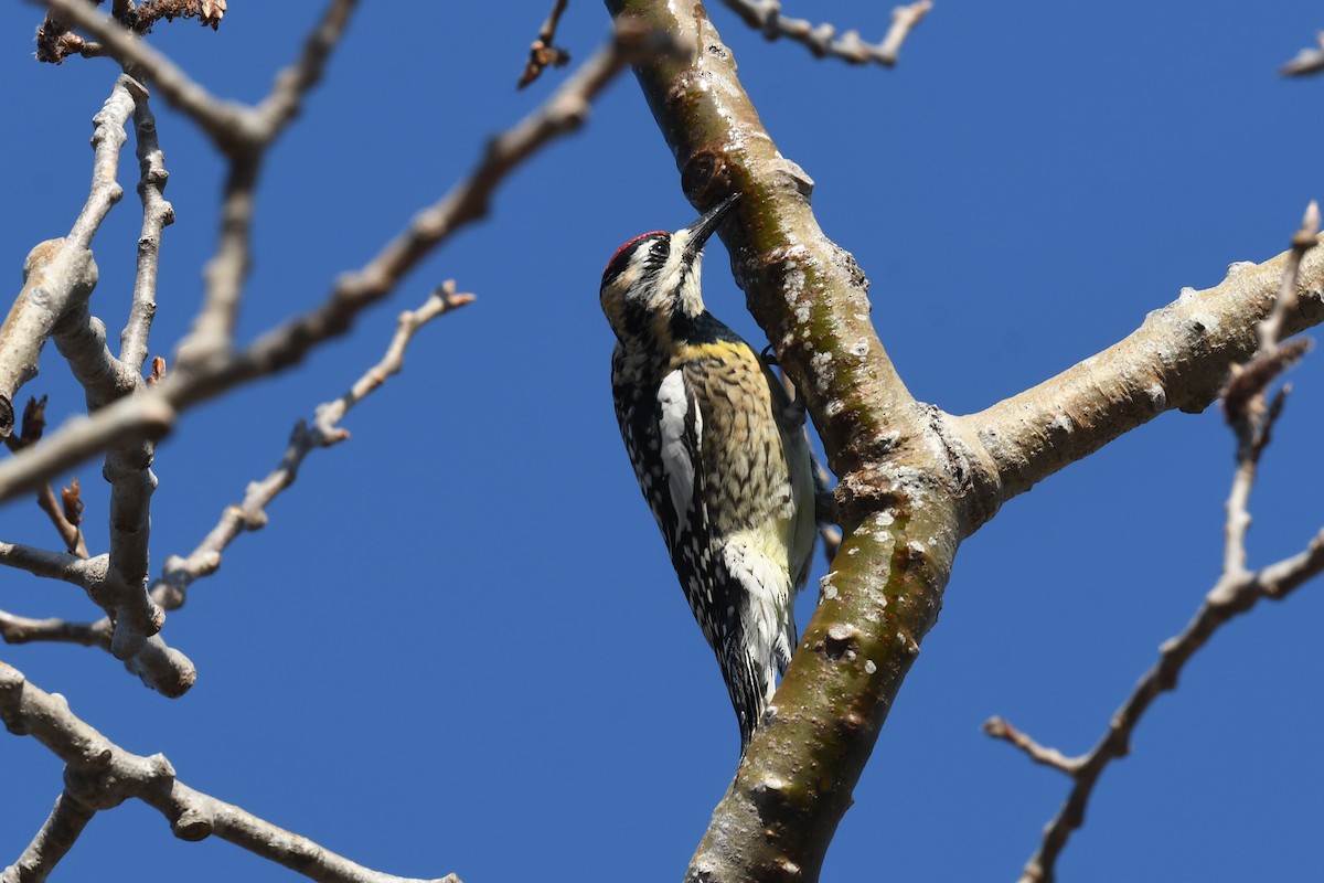 Yellow-bellied Sapsucker - ML330292581