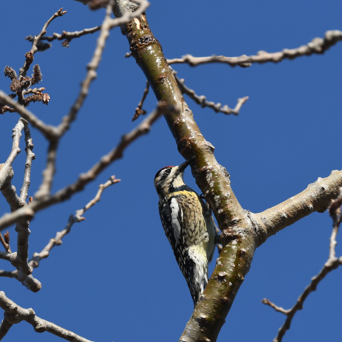 Yellow-bellied Sapsucker - ML330292591