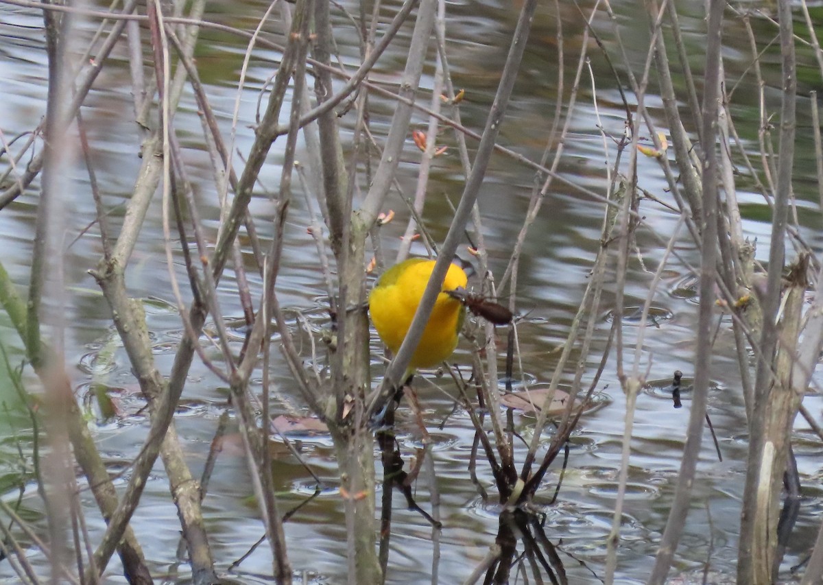 Prothonotary Warbler - Karen Markey