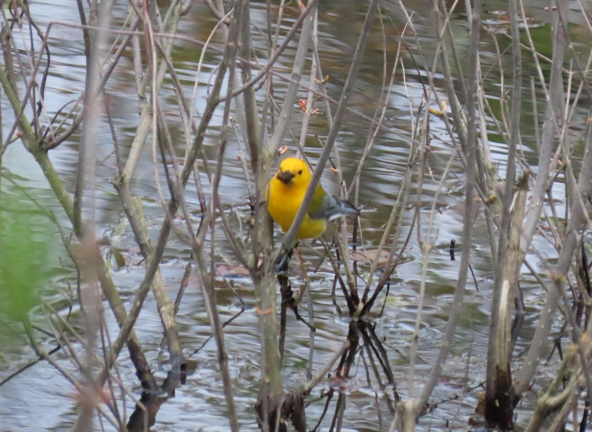 Prothonotary Warbler - ML330292851