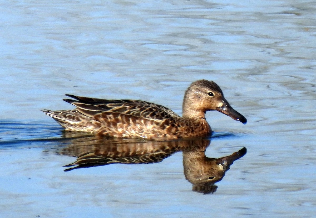 Blue-winged Teal - ML330294751