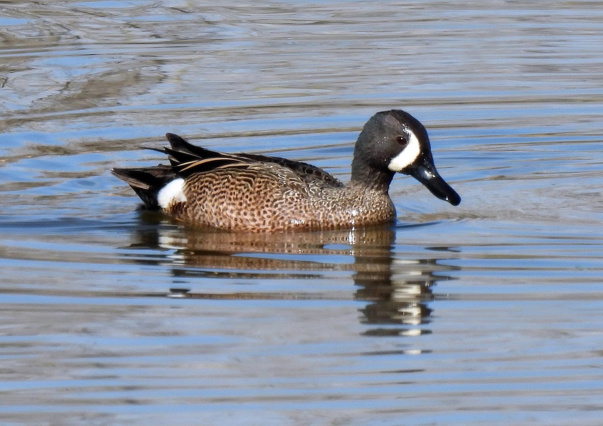 Blue-winged Teal - ML330294761