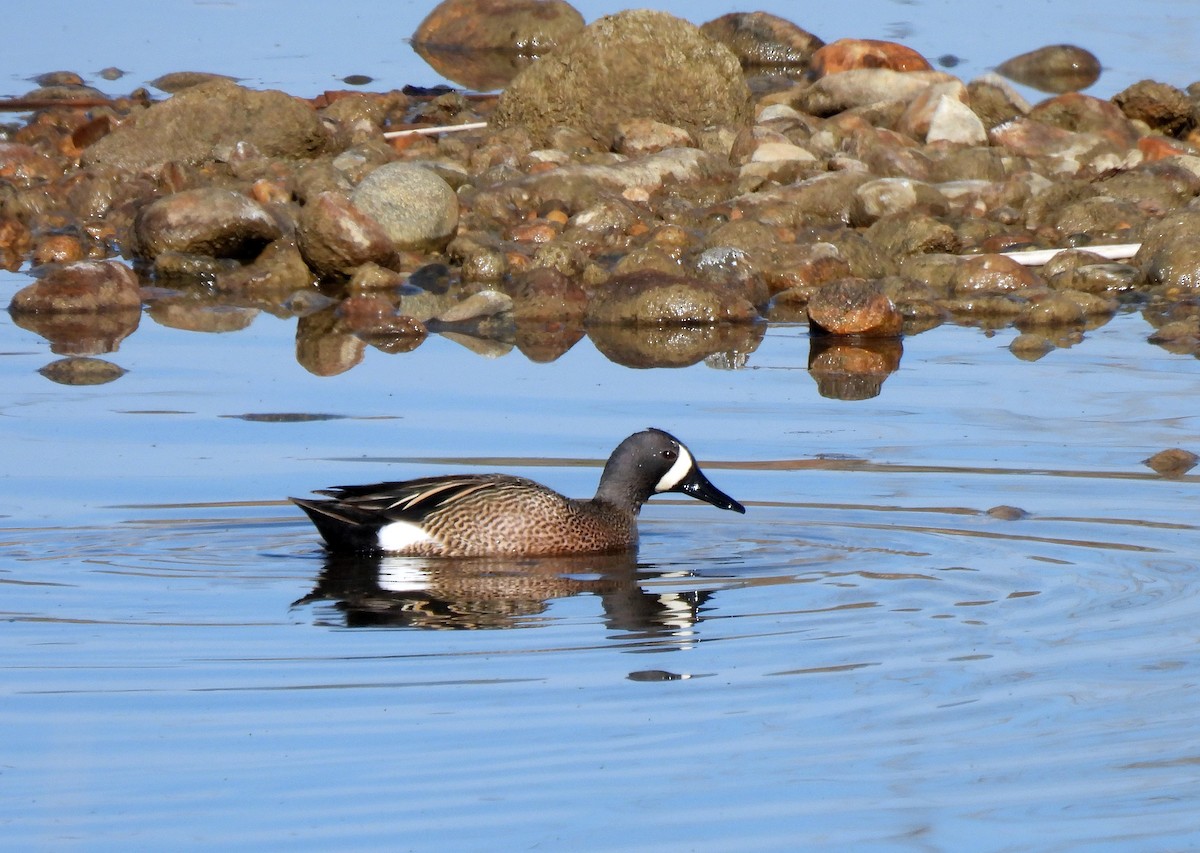 Blue-winged Teal - ML330294811