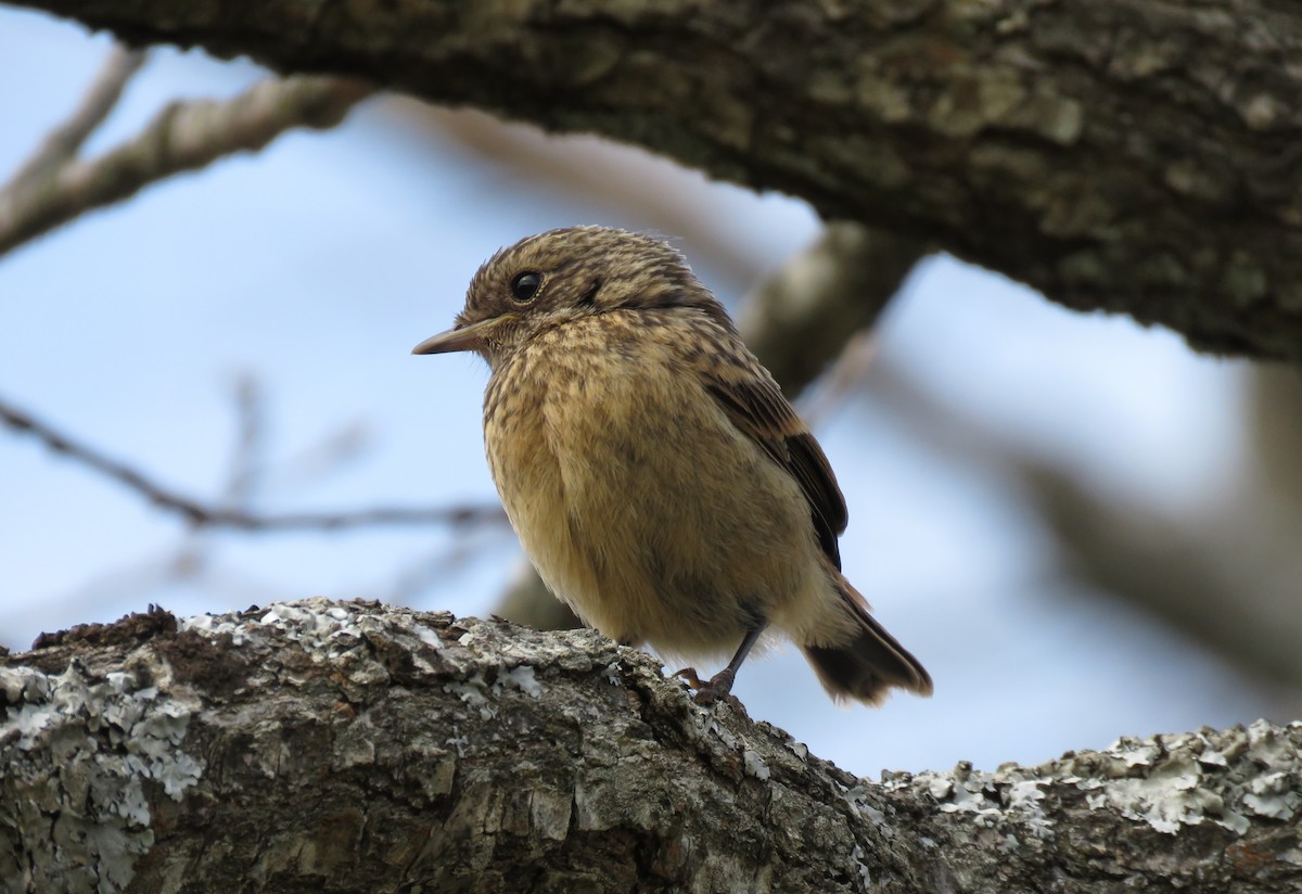 European Stonechat - ML330295201