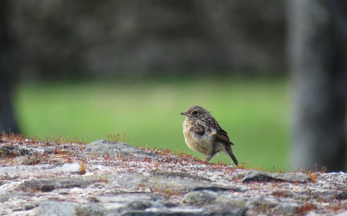 European Stonechat - ML330295211