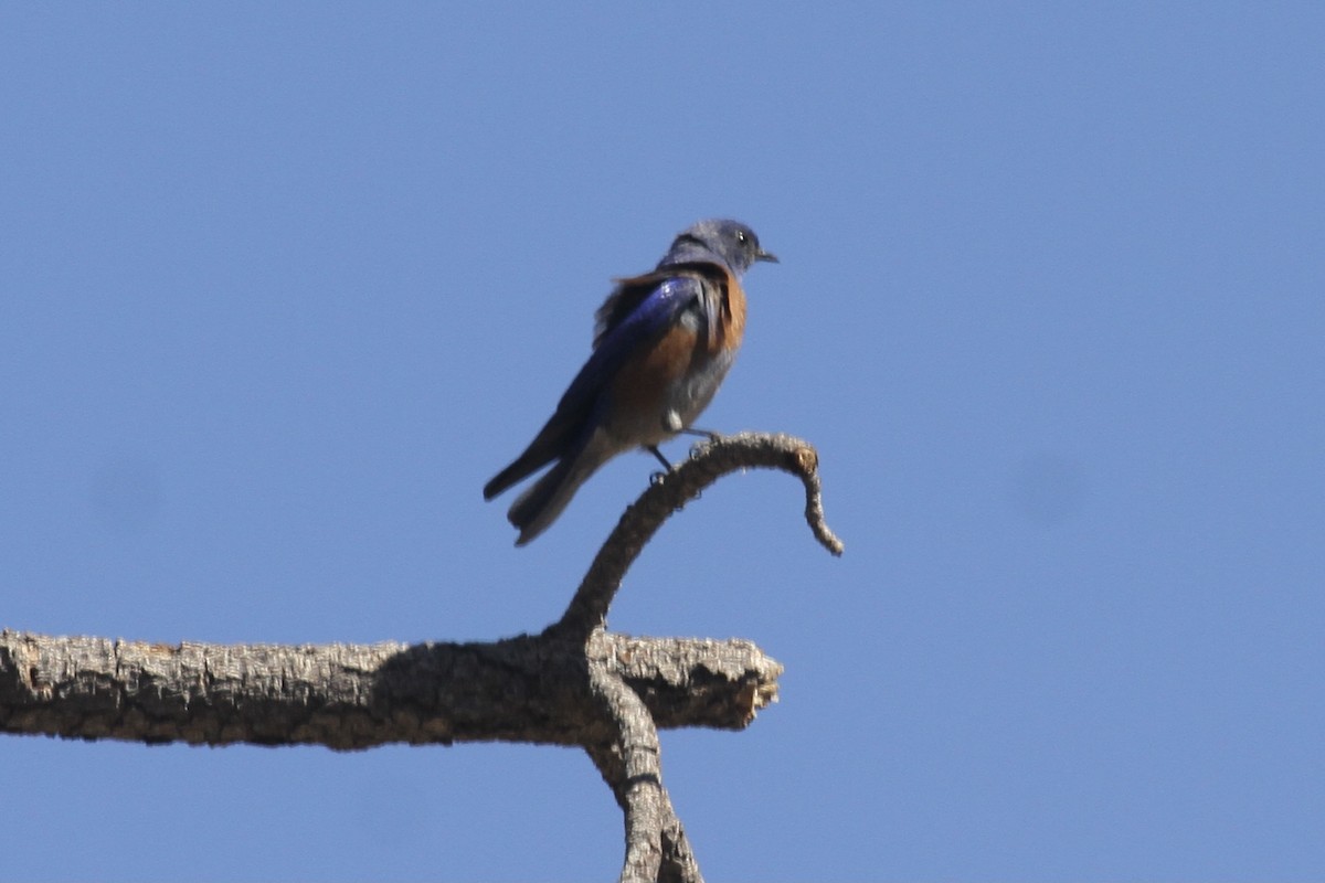 Western Bluebird - ML330295491