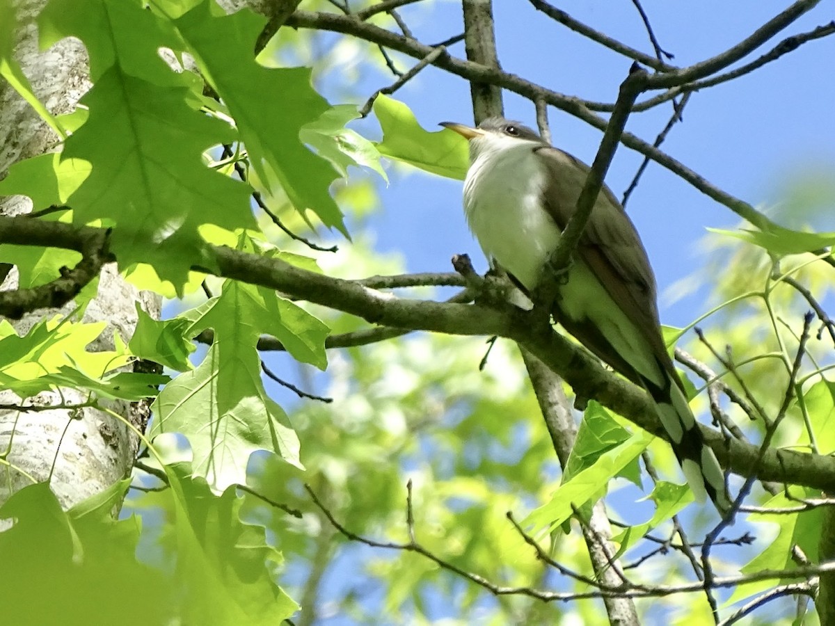 Yellow-billed Cuckoo - ML330297851