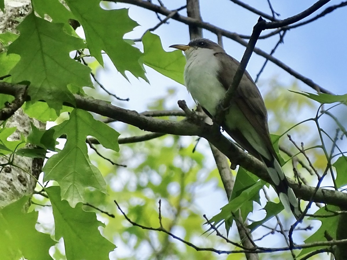 Yellow-billed Cuckoo - ML330297861