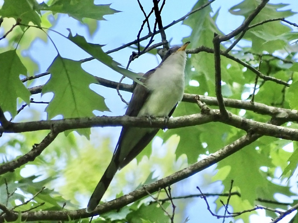 Yellow-billed Cuckoo - ML330297871