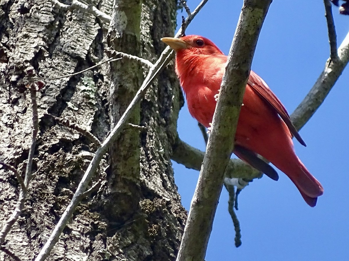 Summer Tanager - ML330298011