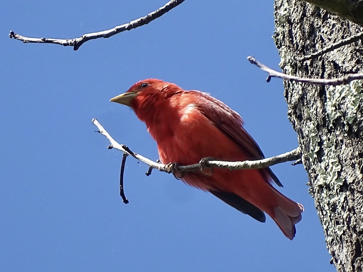 Summer Tanager - Fleeta Chauvigne