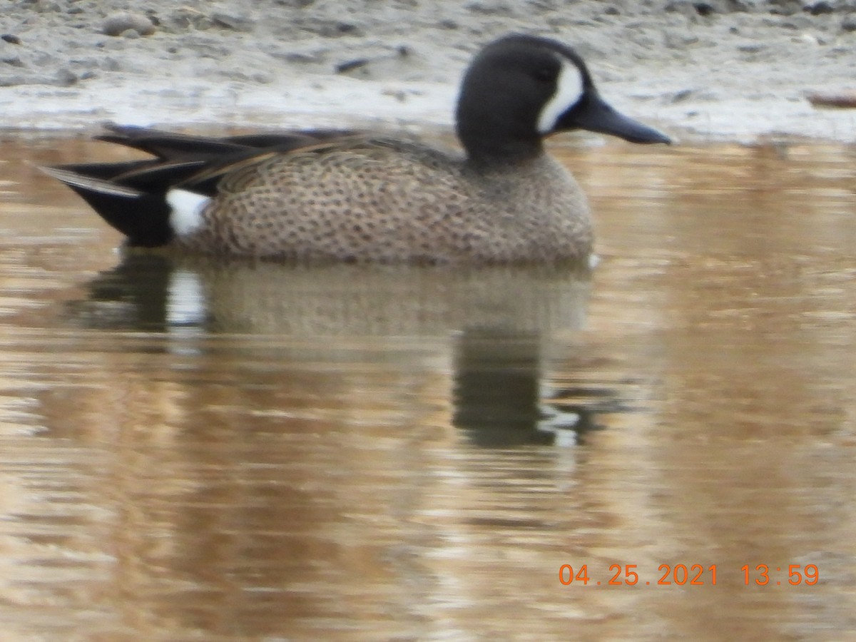 Blue-winged Teal - ML330298741