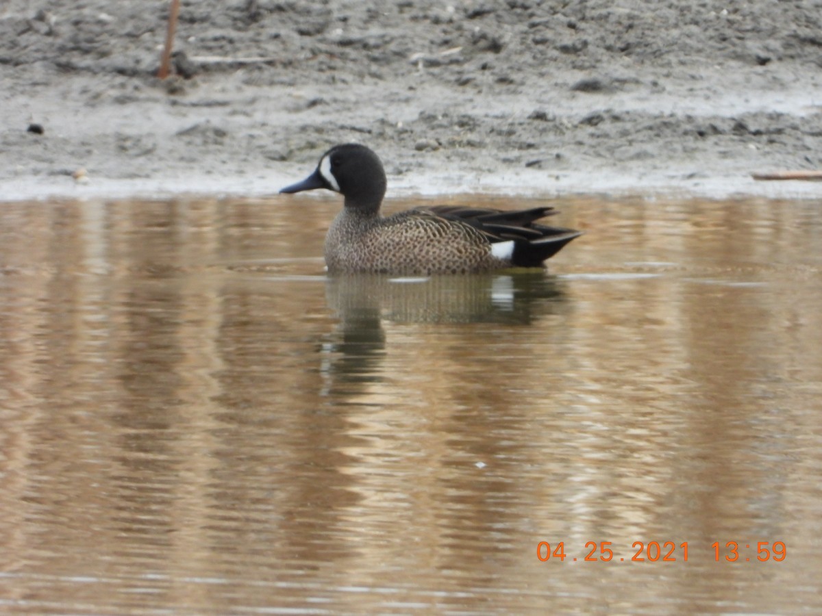Blue-winged Teal - ML330299591