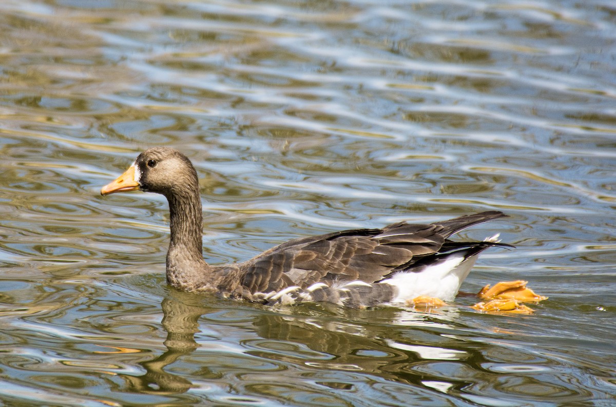 Greater White-fronted Goose - Amy Fredrickson