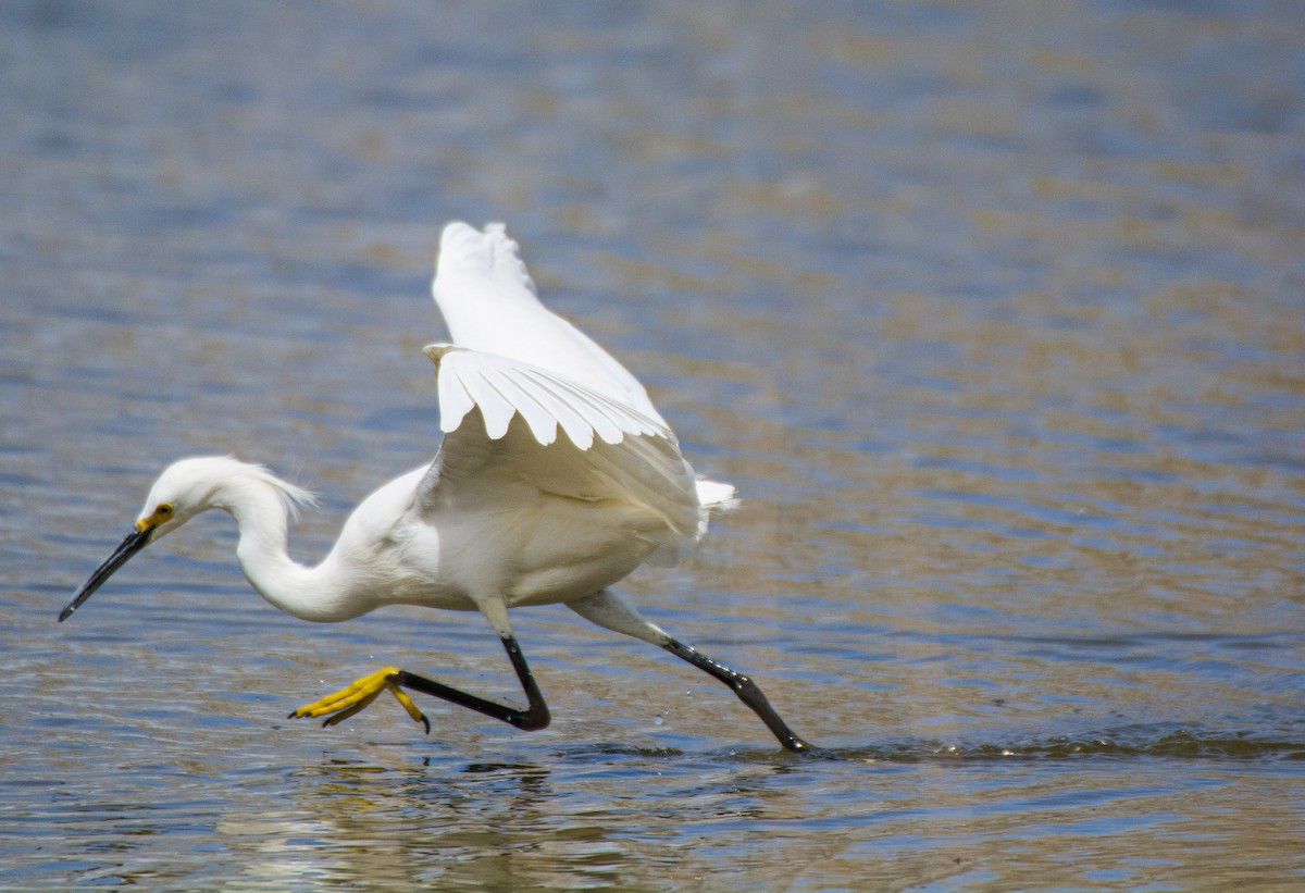 Snowy Egret - Amy Fredrickson