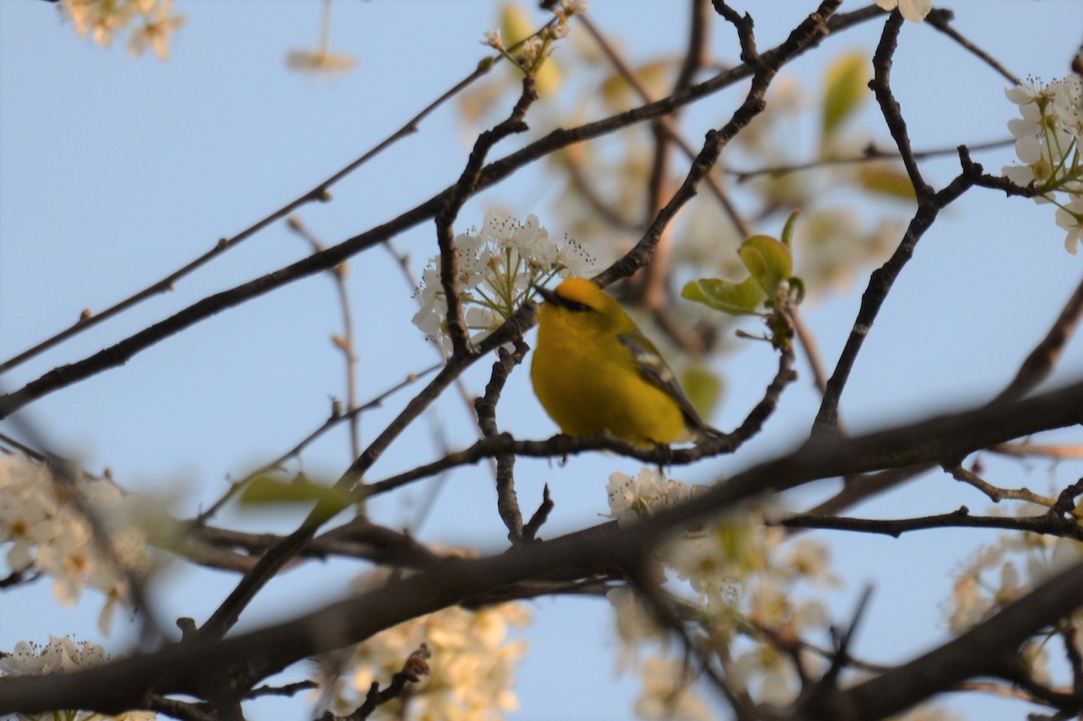 Blue-winged Warbler - ML330301911