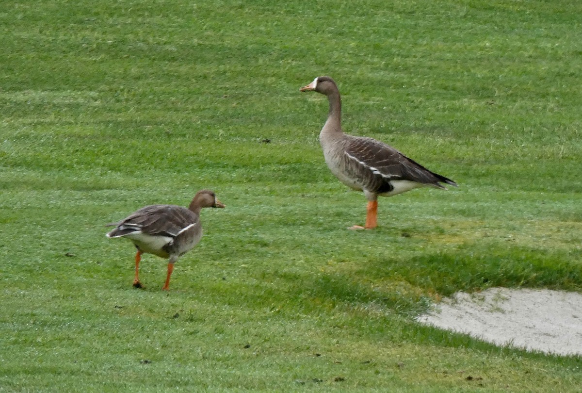 Greater White-fronted Goose - Jannaca Chick