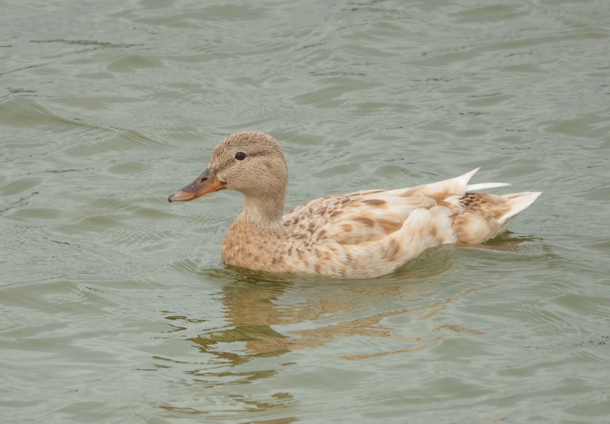 Mallard - Carter Gasiorowski