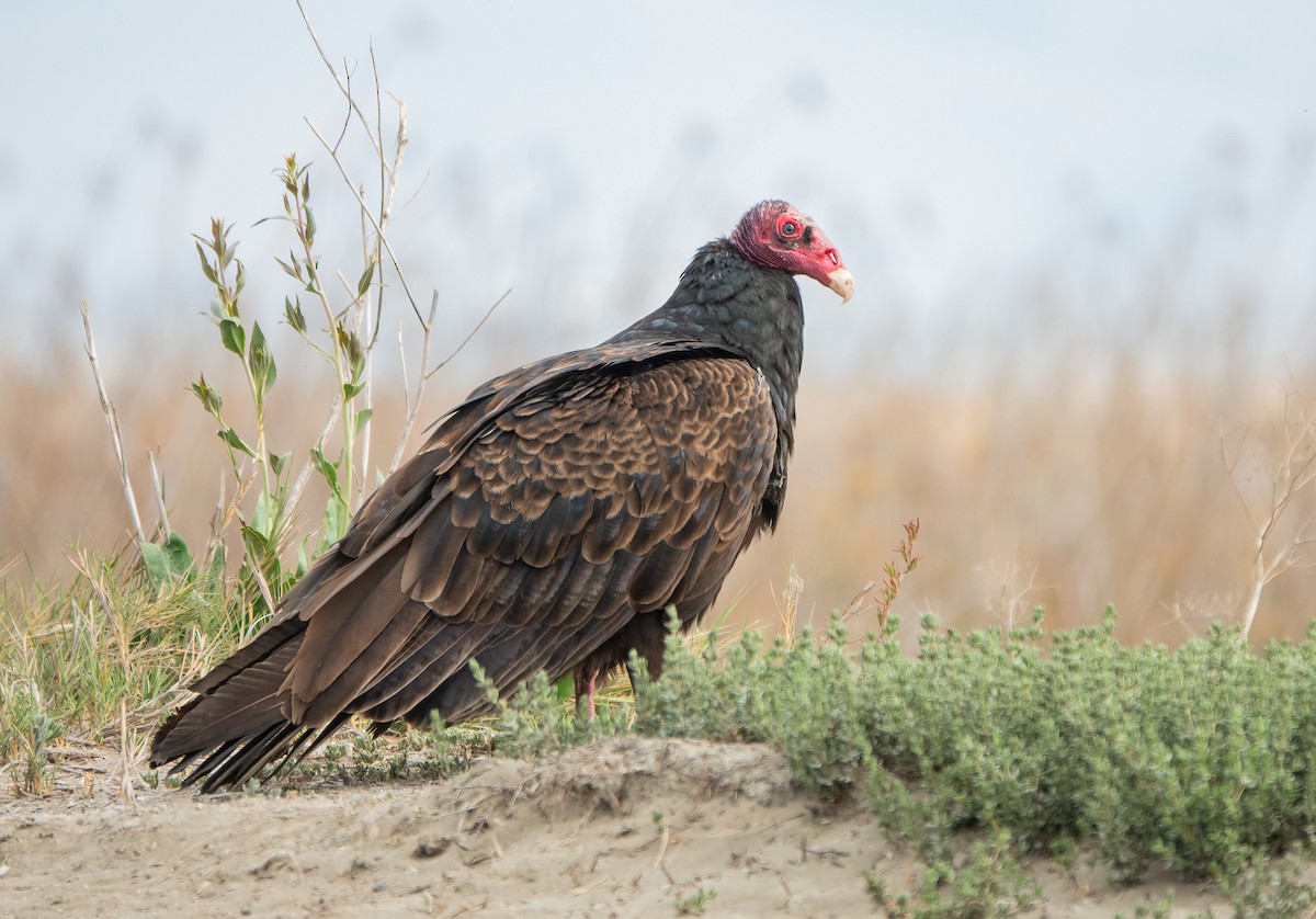 Turkey Vulture - Carter Gasiorowski