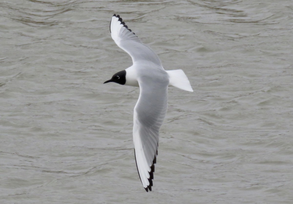 Bonaparte's Gull - ML330303411