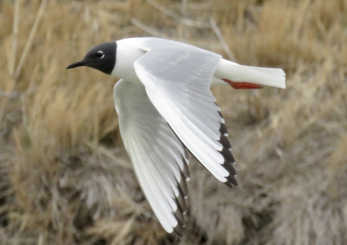 Bonaparte's Gull - ML330303421
