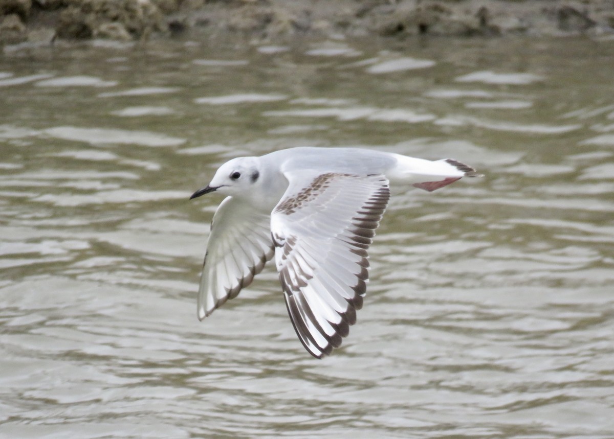 Bonaparte's Gull - ML330303501