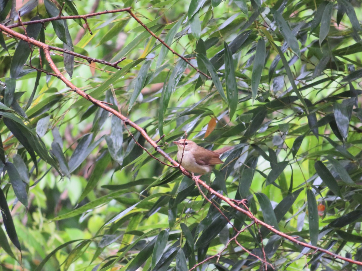 Swainson's Warbler - ML330303821