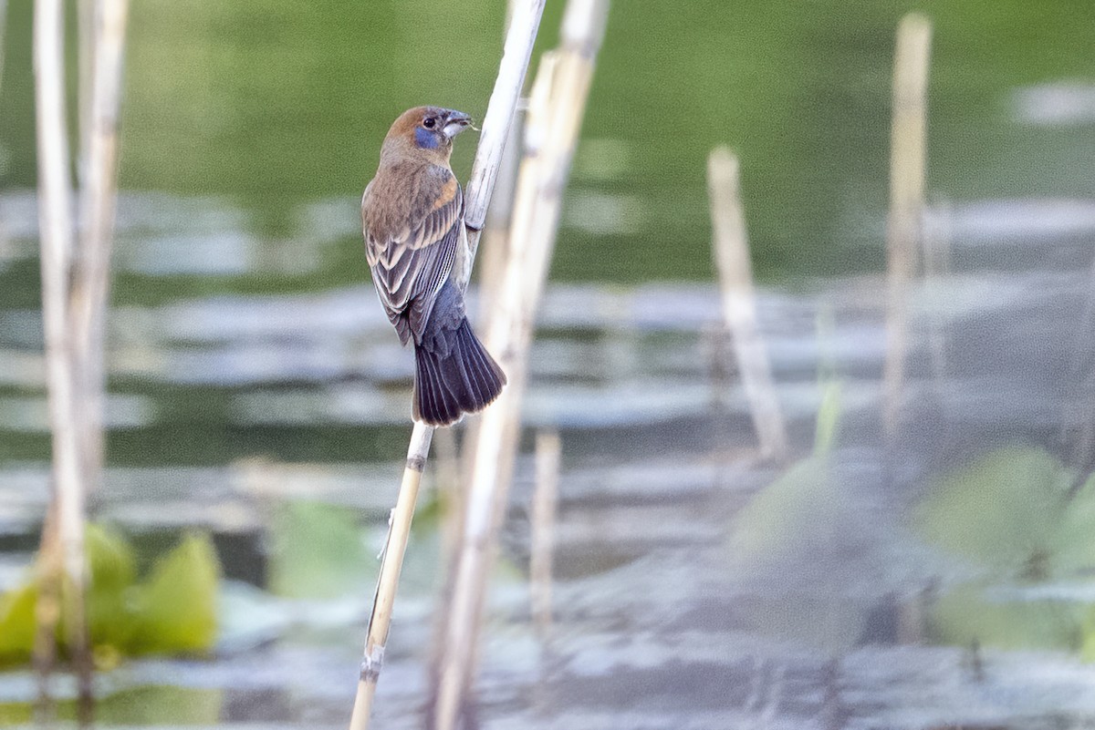 Blue Grosbeak - ML330304651