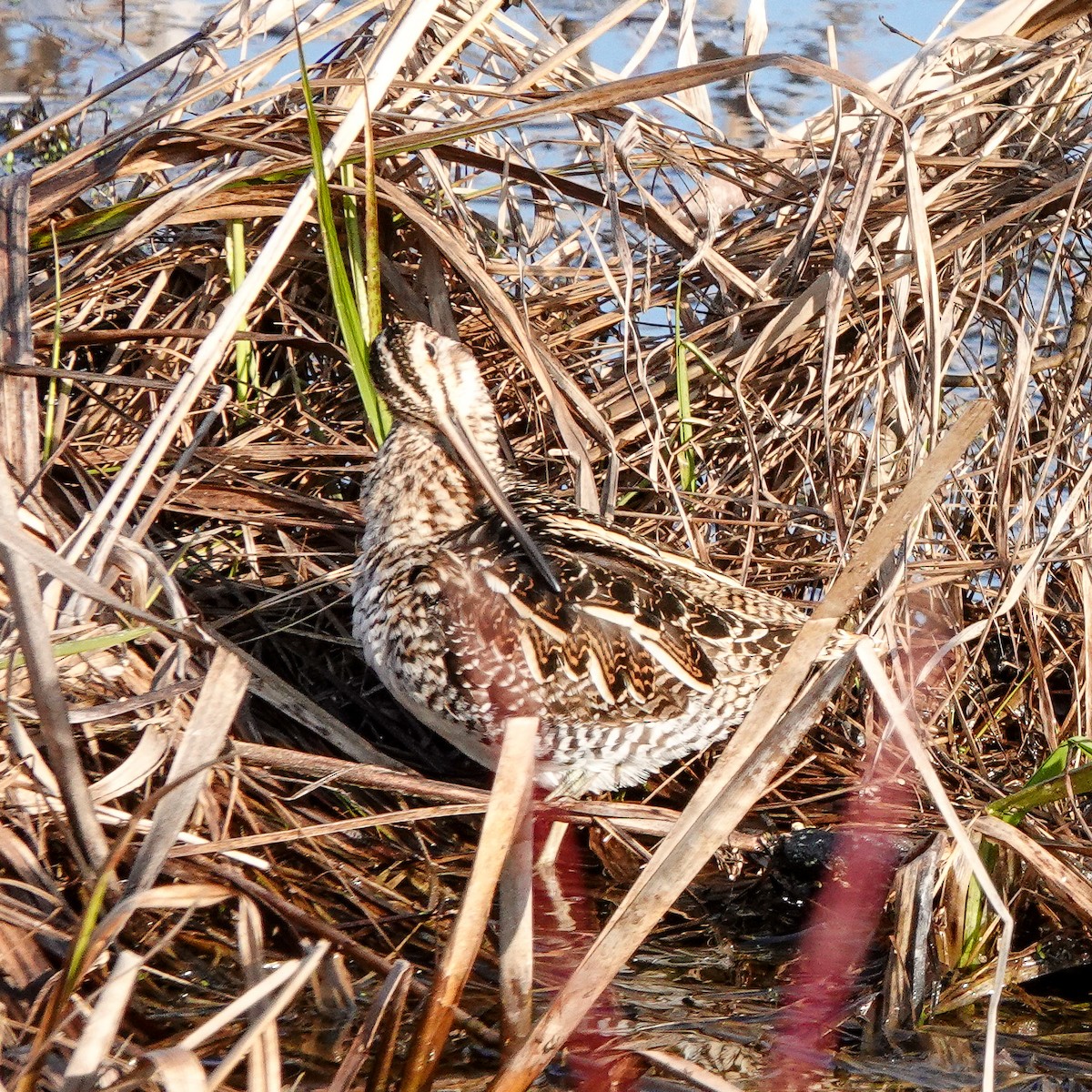 bekasina severoamerická - ML330305171