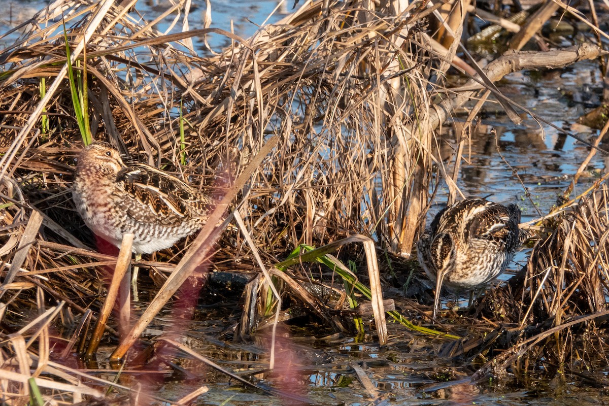 bekasina severoamerická - ML330305291